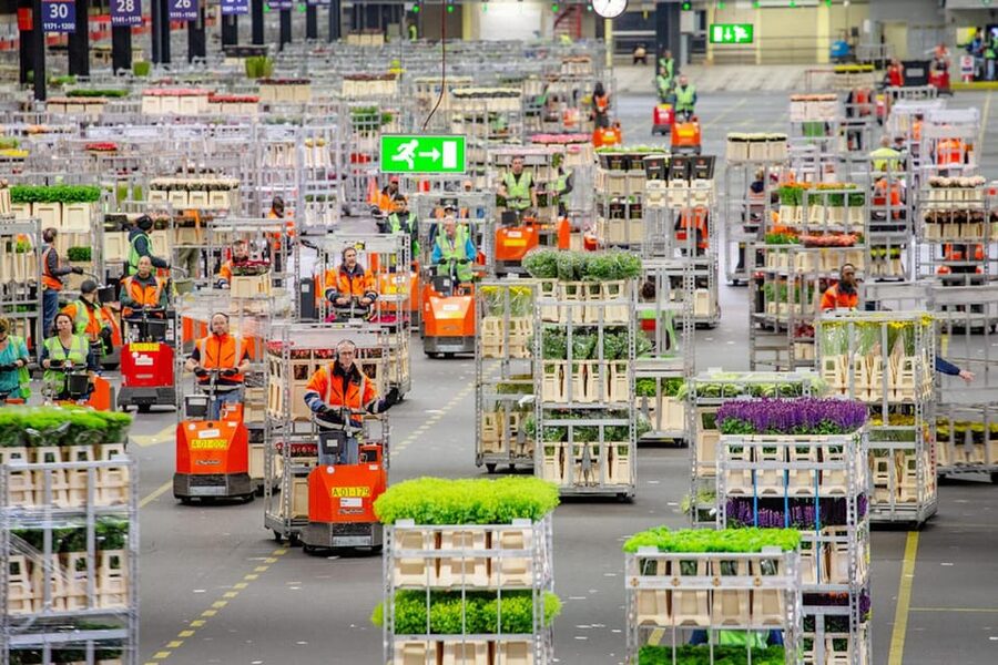 Aalsmeer: Flower Auction Royal Flora Holland Entry Ticket - Key things to know before you enter Royal FloraHolland