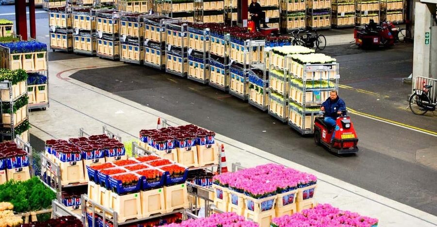 Aalsmeer: Flower Auction Royal Flora Holland Entry Ticket - Early morning, when the market is really in gear