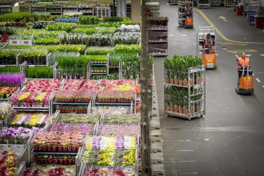 Aalsmeer: Flower Auction Royal Flora Holland Entry Ticket - Navigating the marketplace on your own, using the audio guide