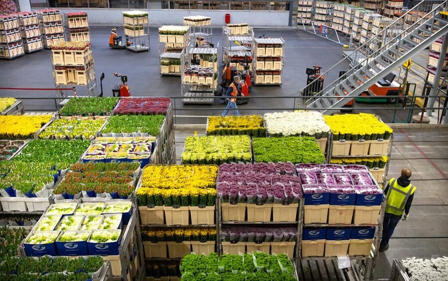 Aalsmeer: Flower Auction Royal Flora Holland Entry Ticket - The value question: is $14 a good deal?