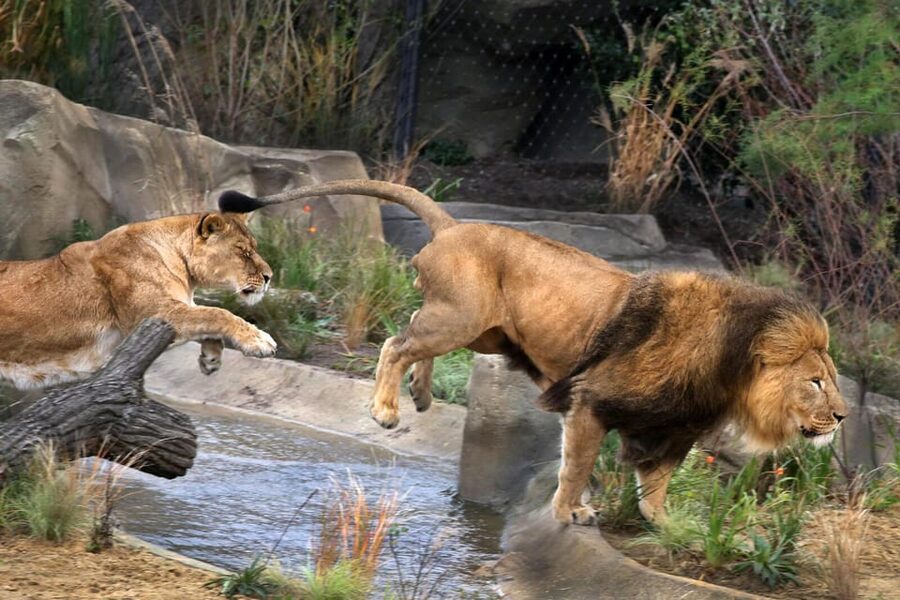 Amsterdam: ARTIS Royal Zoo and ARTIS Groote Museum Ticket - Quick reasons I’d put ARTIS on your Amsterdam list