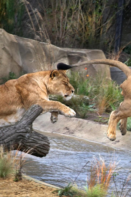 Amsterdam: ARTIS Royal Zoo and ARTIS Groote Museum Ticket - Value check: is this $55 combo ticket worth it?