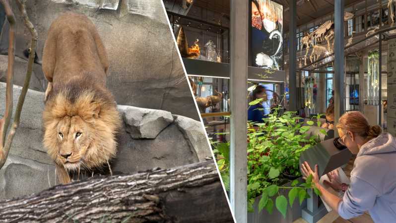Amsterdam: ARTIS Royal Zoo and ARTIS Groote Museum Ticket - Elephant calves, Elephant Expedition, and why the newest zoo stories feel alive