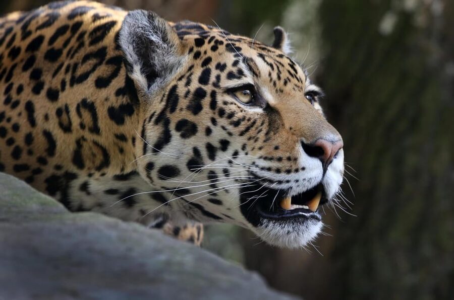 Amsterdam: ARTIS Royal Zoo and ARTIS Groote Museum Ticket - ARTIS-Groote Museum: nature through touch, smell, listening, and observation