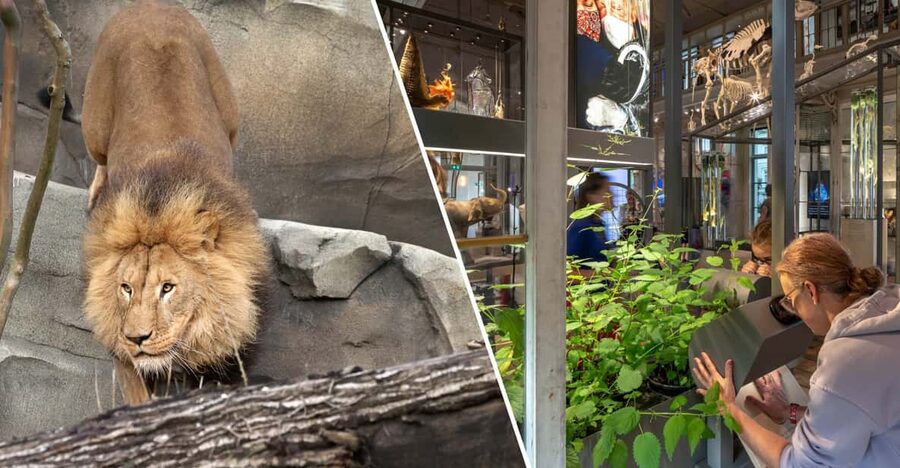Amsterdam: ARTIS Royal Zoo and ARTIS Groote Museum Ticket - Getting to ARTIS and pacing your one-day loop