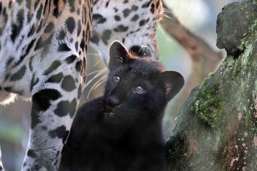 Amsterdam: Artis Royal Zoo & ARTIS-Micropia Combo Ticket - A One-Day Combo That Feels Smarter Than Two Separate Tickets