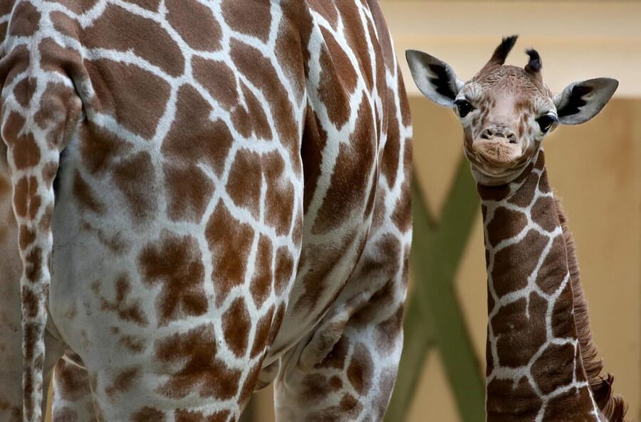 Amsterdam: Artis Royal Zoo & ARTIS-Micropia Combo Ticket - Elephant Expedition: Foot Trails, Elephant Code, and New Calves