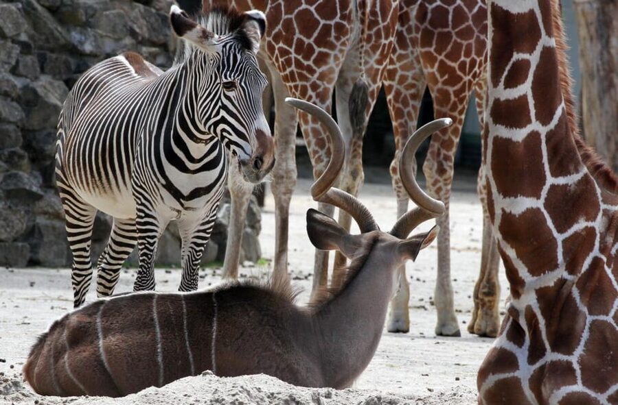 Amsterdam: Artis Royal Zoo & ARTIS-Micropia Combo Ticket - African and Asian Highlights: Lions, Gorillas, and Penguins