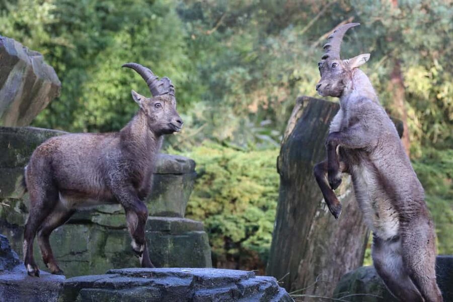 Amsterdam: ARTIS Royal Zoo Entry Ticket - Elephants, jaguars, gorillas, and birds you can’t ignore