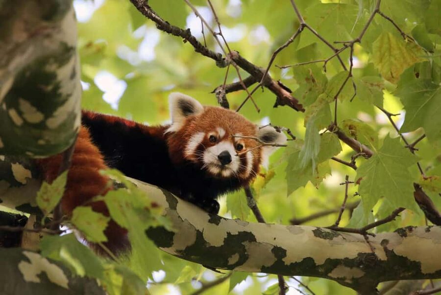 Amsterdam: ARTIS Royal Zoo Entry Ticket - Shows and keeper talks: how to use the daily schedule
