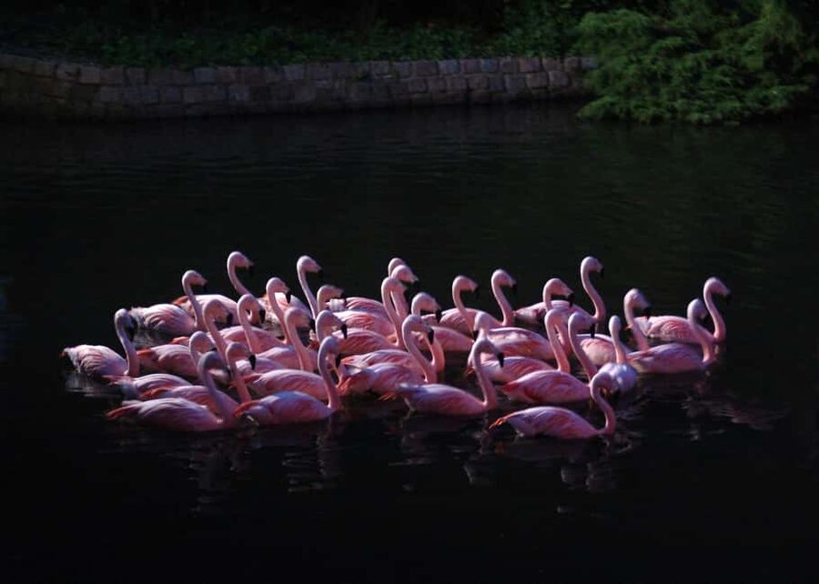 Amsterdam: ARTIS Royal Zoo Entry Ticket - Price and value: why $20 can feel like a win