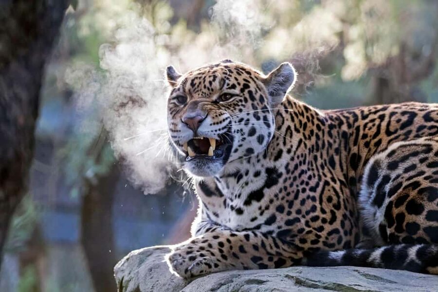Amsterdam: ARTIS Royal Zoo Entry Ticket - Jaguar, Pampa animals, and the route to follow first