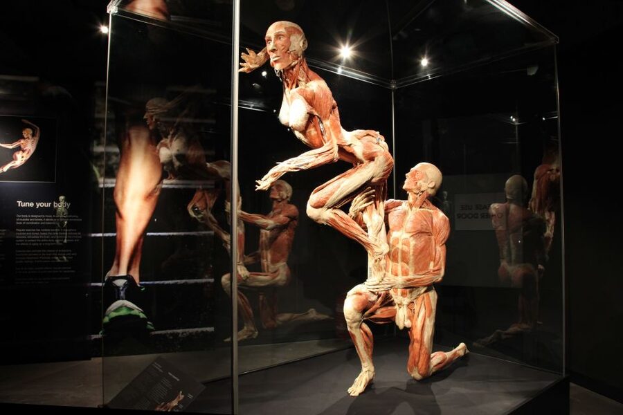 Amsterdam: Body Worlds Exhibition and Canal Cruise - How long you have: a 2-hour ticket built for museum plus cruise