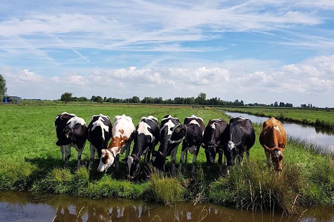 Amsterdam City & Countryside Tour: The Best of both Worlds - What I Think About the Price for a Group of Up to 3