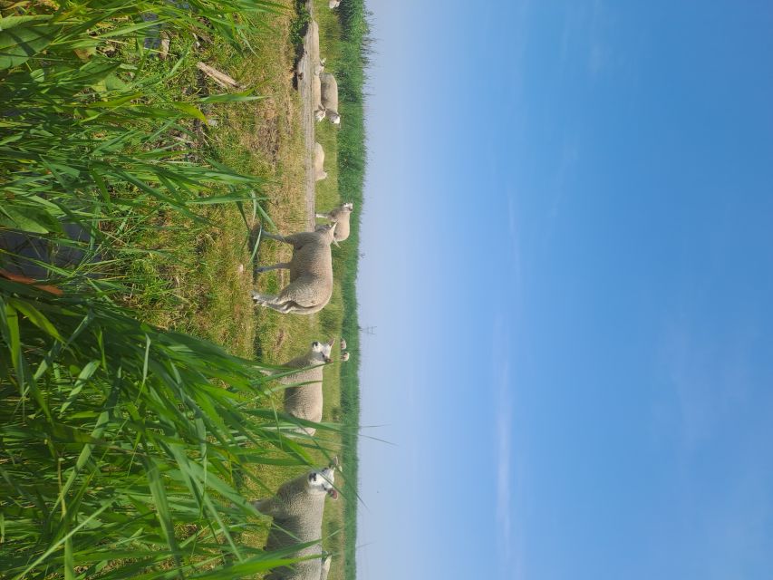 Amsterdam: Countryside Bike and Kayak Guided Tour - Should you book this Amsterdam countryside bike and kayak tour?
