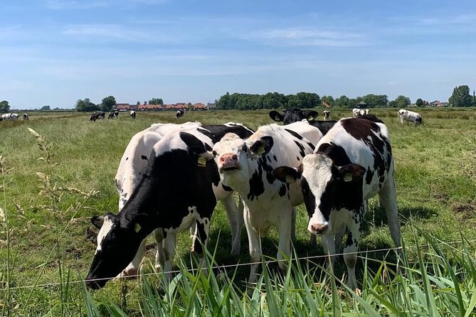 Amsterdam Countryside Bike and Kayak Tour - Kanaaldijk cable ferry, plus the car-light biking route that feels surprisingly easy