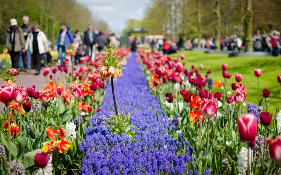 Amsterdam: Day Tour Keukenhof and Zaanse Schans Windmills - Price and Value: What You Get for $72