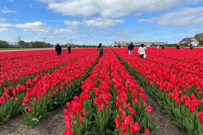 Amsterdam: Day trip to Tulip Farm, Keukenhof + Windmill Cruise - De Tulperij: meeting Mr Daan and Mrs Anja in the bulb fields