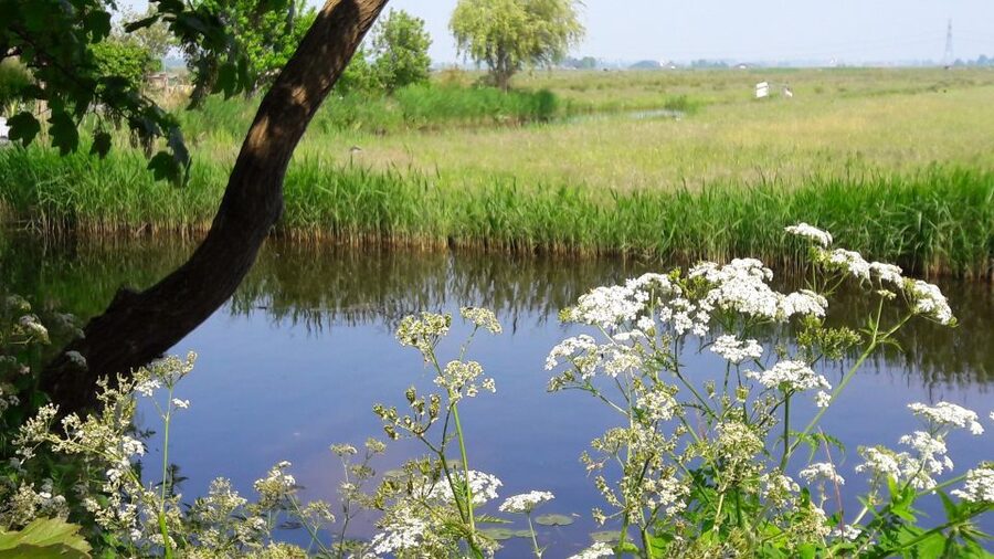 Amsterdam: Dutch Countryside Sunset Canoe Tour - Who This Tour Fits Best (And Who Should Skip It)