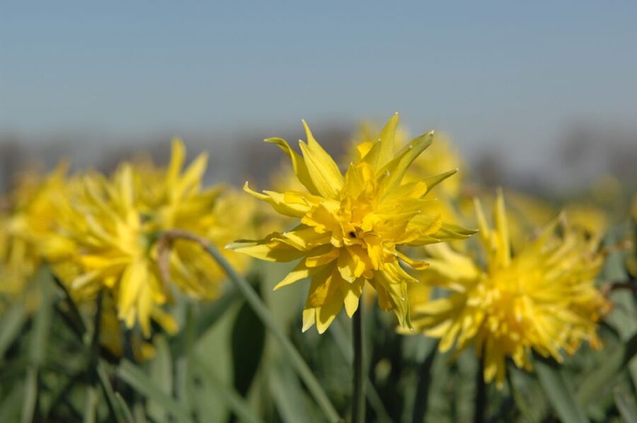 Amsterdam: Half-Day Flower Fields and Keukenhof Bicycle Tour - Key Reasons This Half-Day Tour Works So Well