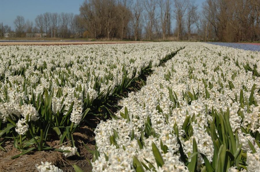 Amsterdam: Half-Day Flower Fields and Keukenhof Bicycle Tour - The Big Idea: Keukenhof Is Better When You See the Bulbs First