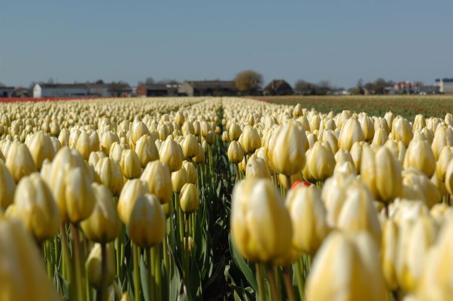 Amsterdam: Half-Day Flower Fields and Keukenhof Bicycle Tour - Keukenhof in Real Life: How to Use the 2 Hours