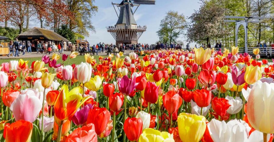 Amsterdam: Keukenhof and Zaanse Schans Live Guided Day Tour - Wooden shoes and cheese: the demos that turn a bus day into a memory