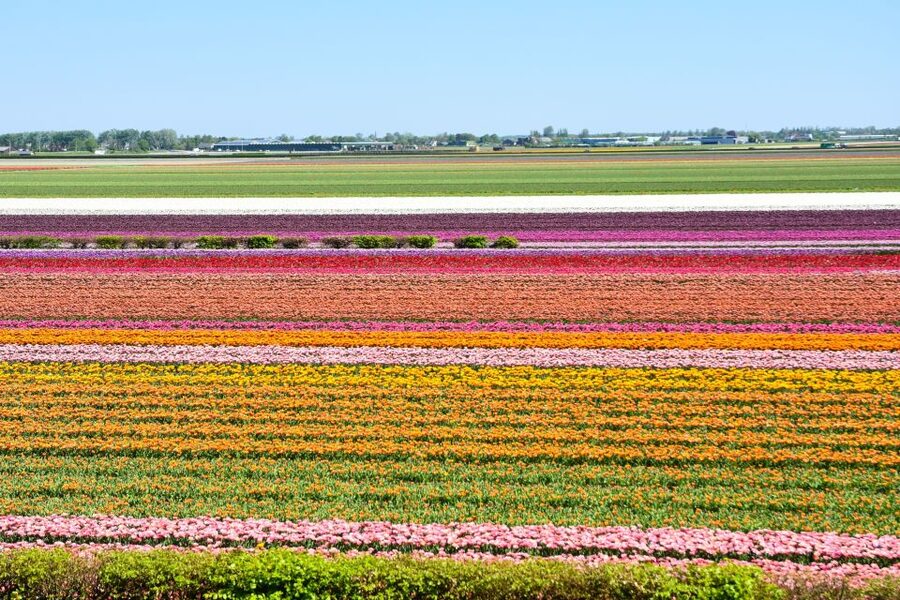 Amsterdam: Keukenhof and Zaanse Schans Live Guided Day Tour - Zaanse Schans windmill village: classic photo spots, with limited time