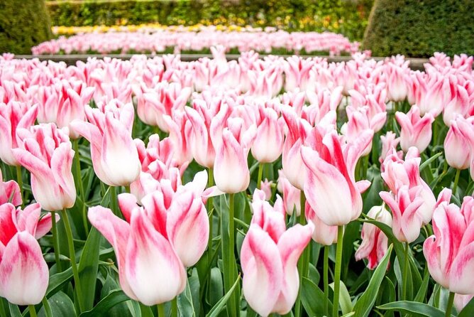 Amsterdam: Keukenhof Entry & Shuttle Bus with Flexible Return - Comfort, Crowds, and the Little Things That Make or Break the Day