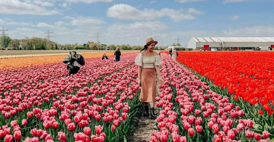 Amsterdam: Keukenhof, Tulip Farm Full-Day Tour with Cruise - When to go for the best tulip odds