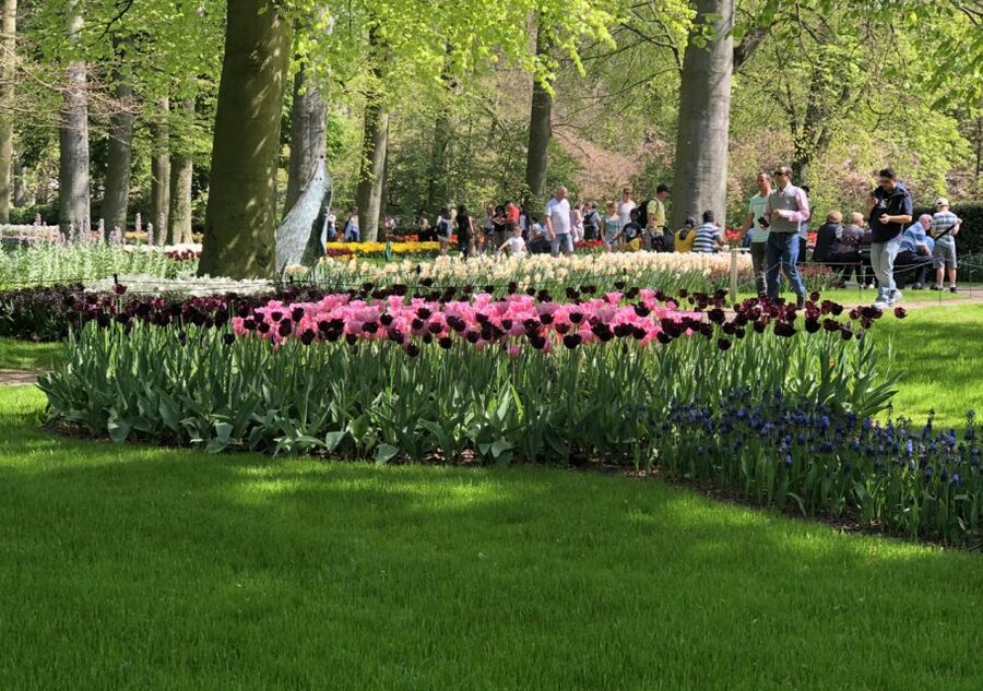 Amsterdam: Keukenhof Tulip Garden and Giethoorn Experience - Who This Tour Fits Best (and Who Might Struggle)