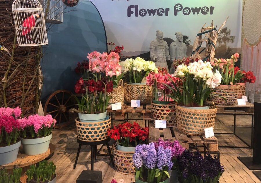 Amsterdam: Keukenhof Tulip Garden and Giethoorn Experience - A 1-Hour Canal Cruise That Changes Your Whole Perspective