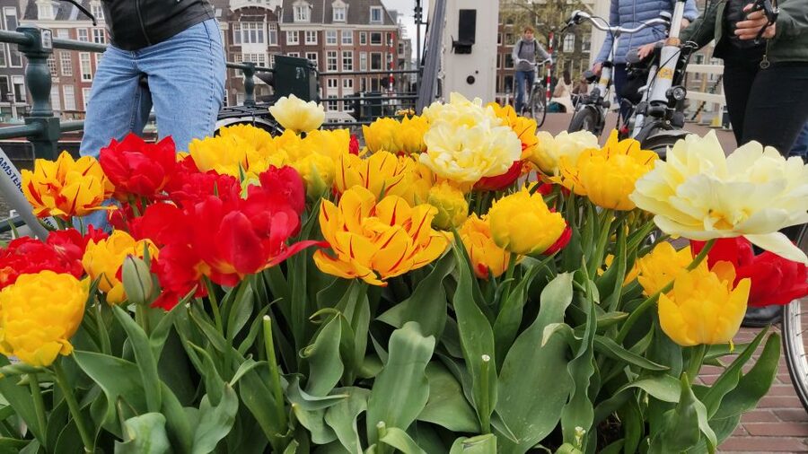 Amsterdam: Off the Beaten Path Bike Tour in French - The WWII focus: moving storytelling around Anne Frank’s footsteps