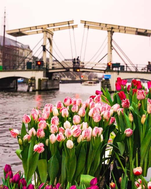 Amsterdam: Premium Tulip Boat Canal Tour - The Onboard Bar and How to Use It Smartly