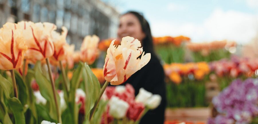 Amsterdam: Premium Tulip Boat Canal Tour - What I’d Watch for From the Guide and Skipper