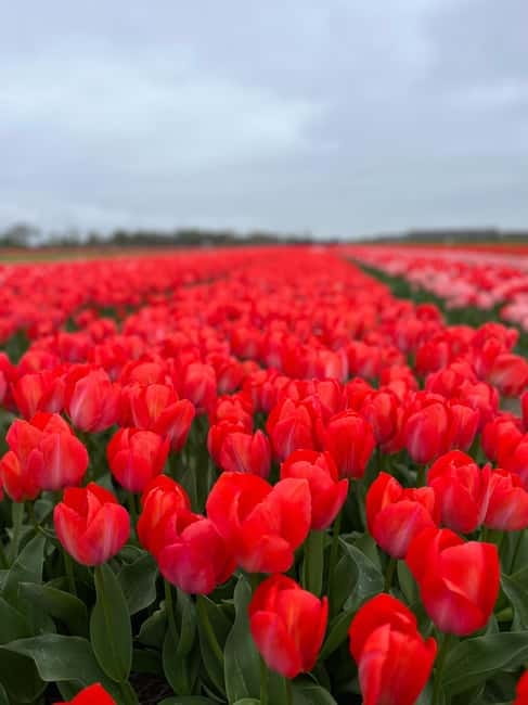 Amsterdam: Private Keukenhof and Free Tulip Tour - Key Highlights Worth Choosing This Over a Bus