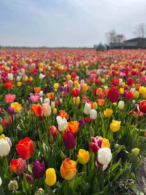 Amsterdam: Private Keukenhof and Free Tulip Tour - What the Car and Guide Comfort Actually Gets You