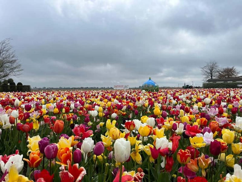 Amsterdam: Private Keukenhof and Free Tulip Tour - Itinerary Flow: From Pickup to Garden to Countryside