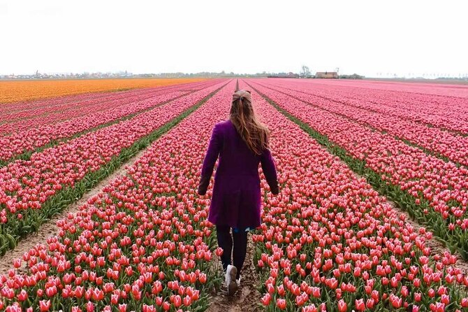 Amsterdam Private Tour to Keukenhof, Tulip Fields and Windmills - Door-to-door comfort from Amsterdam, and why it matters