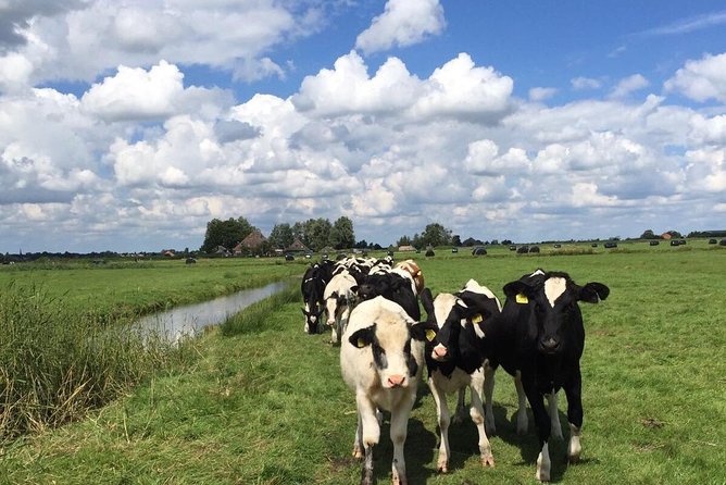 Amsterdam's Countryside Half-Day Bike Tour in Small Group - Where you meet and how the timing feels in real life