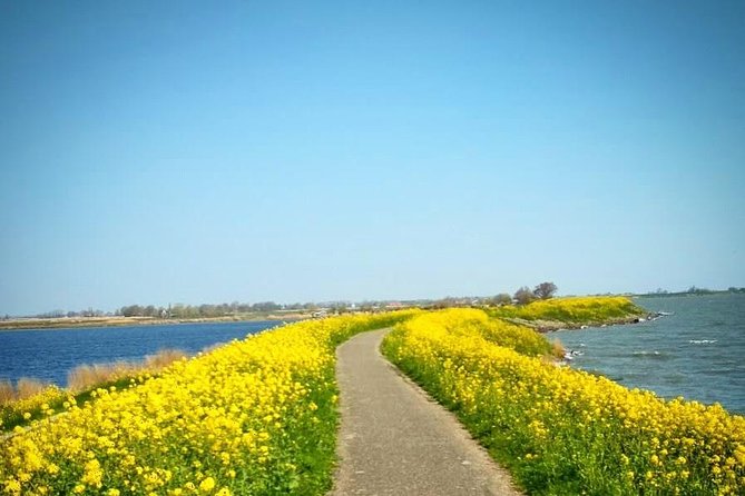 Amsterdam's Countryside Half-Day Bike Tour in Small Group - Bike and helmet: what’s included, what you should bring