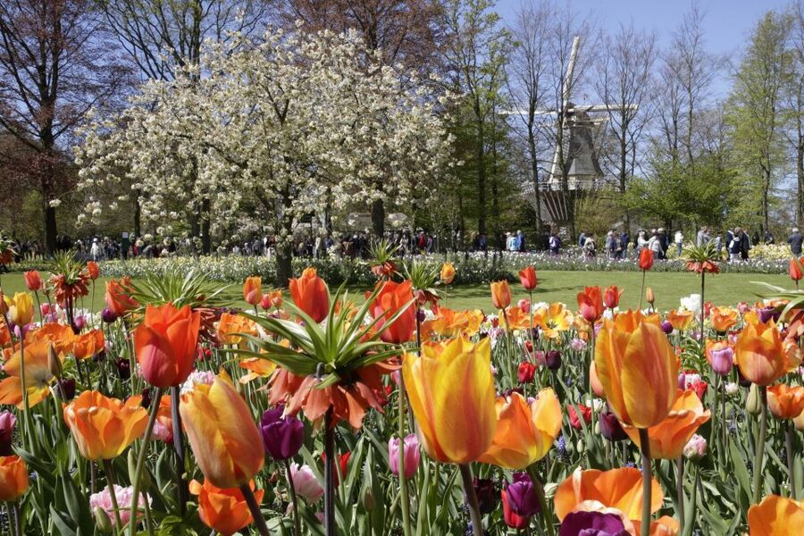 Amsterdam: Tour to Keukenhof Gardens with Windmill Cruise - Coach and onboard support: small details that reduce stress