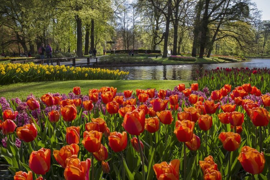 Amsterdam: Tour to Keukenhof Gardens with Windmill Cruise - Comfort and timing tips for tulip season