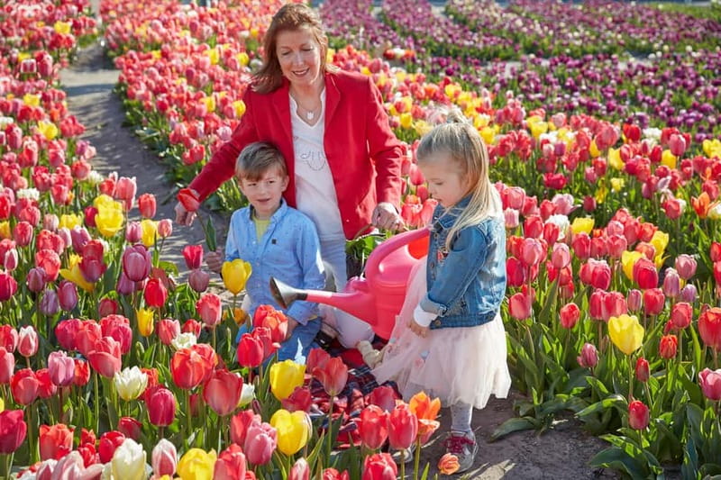 Amsterdam : Tulip Wonderland Tour - Key things to know before you go