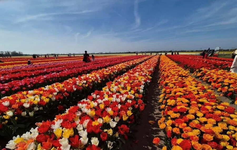 Amsterdam : Tulip Wonderland Tour - Tulip Barn basics: skip the line, then make your 2 hours count