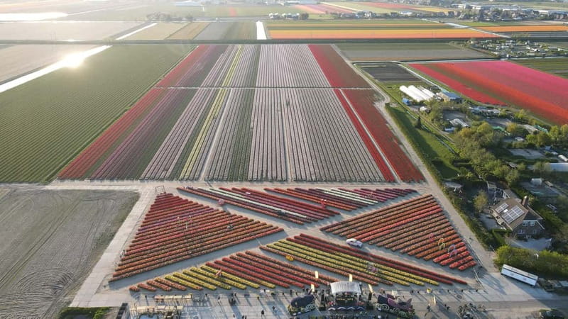 Amsterdam : Tulip Wonderland Tour - Who this Tulip Wonderland Tour fits best
