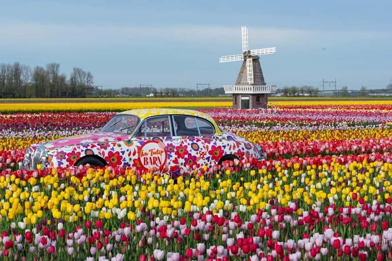 Amsterdam : Tulip Wonderland Tour - Should you book this Tulip Barn day trip?