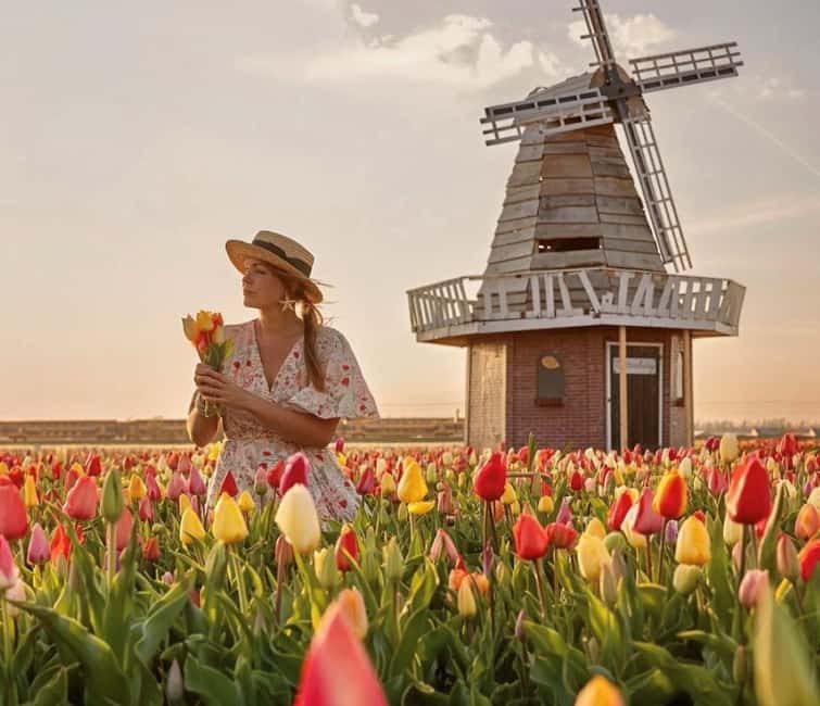 Amsterdam : Tulip Wonderland Tour - The 30-minute drive through South Holland tulip fields