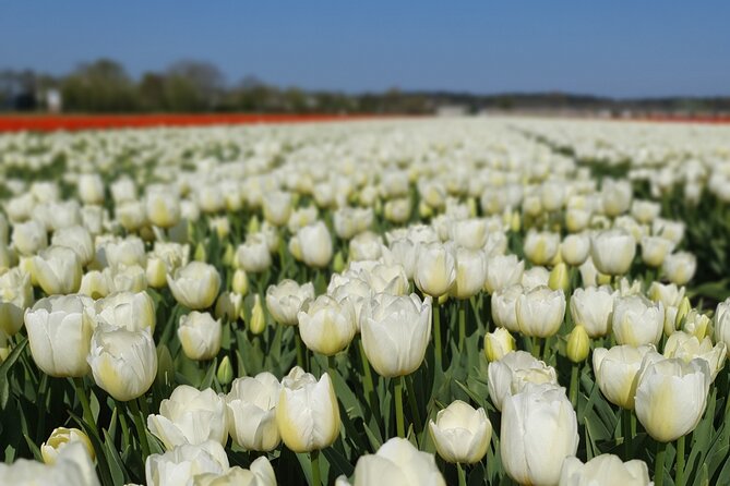 Amsterdam TulipFields of Holland Tour - Tulip season, with the calm of a local drive