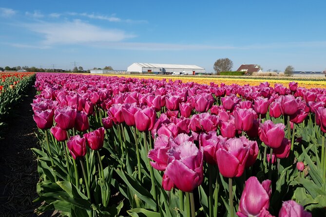 Amsterdam TulipFields of Holland Tour - From Amsterdam to the bulb region: how the timing and roads matter